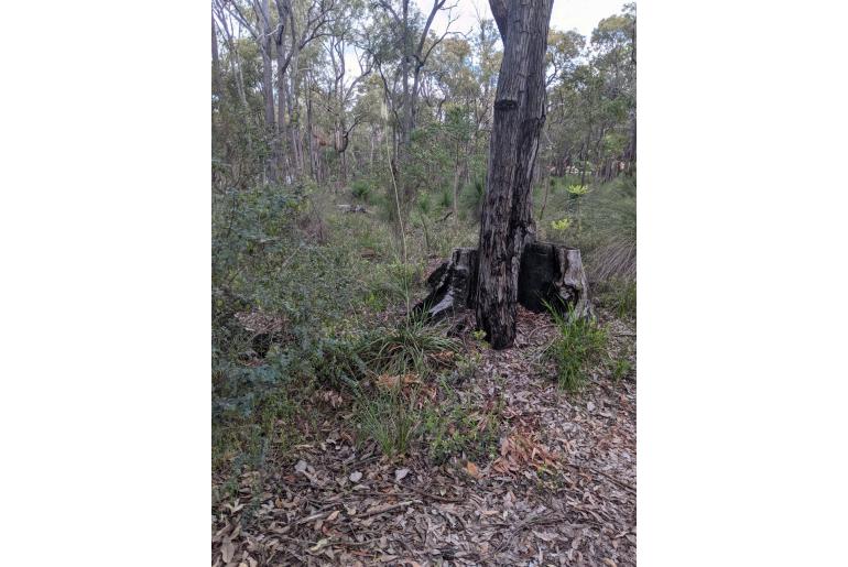 Xanthorrhoea gracilis -3232