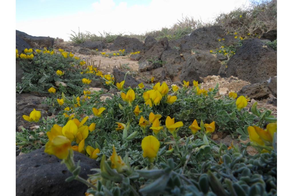  Lanzarote rolklaver