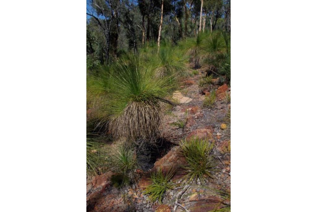 Lindley's banksia