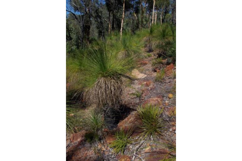 Banksia dallanneyi -3243