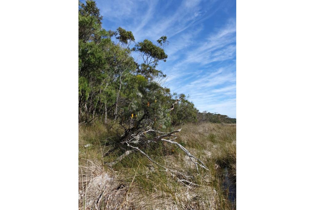 Moeras banksia