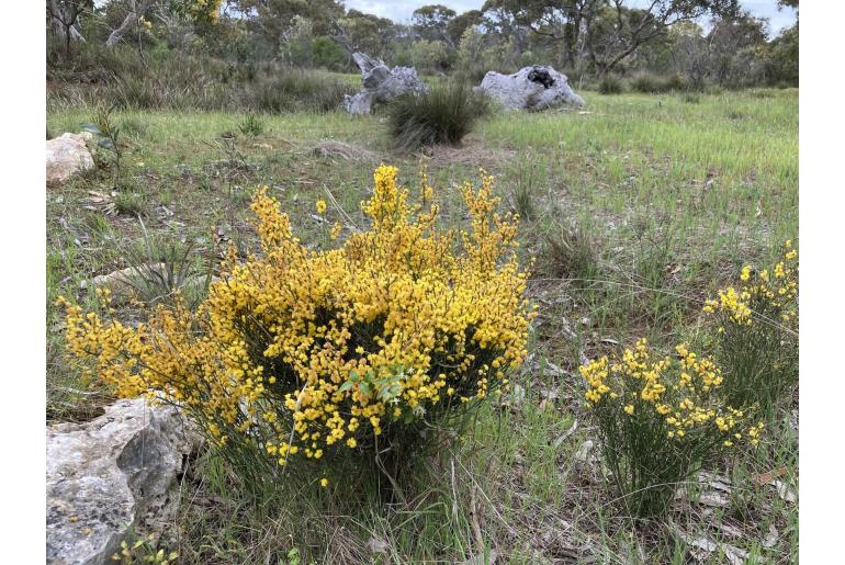 Acacia spinescens -3251