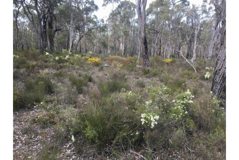 Hakea lissocarpha -3253