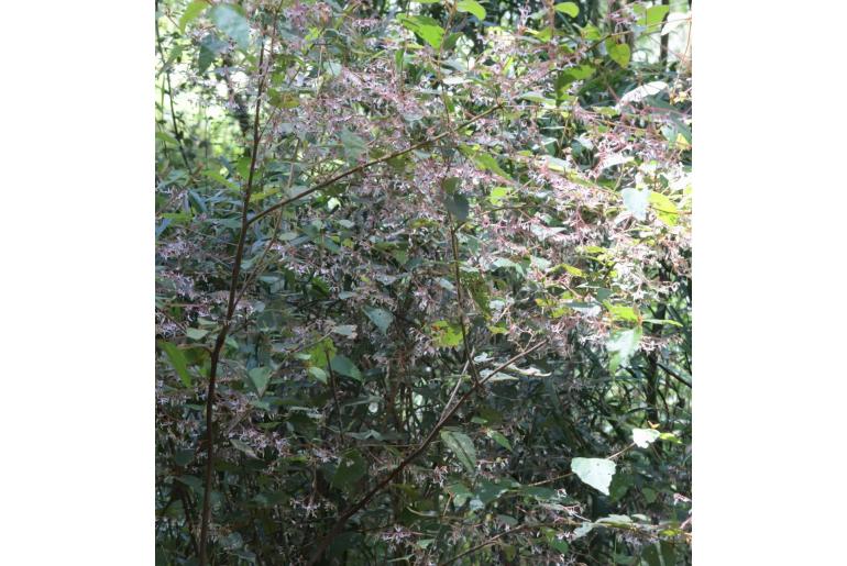 Lasiopetalum floribundum -3259