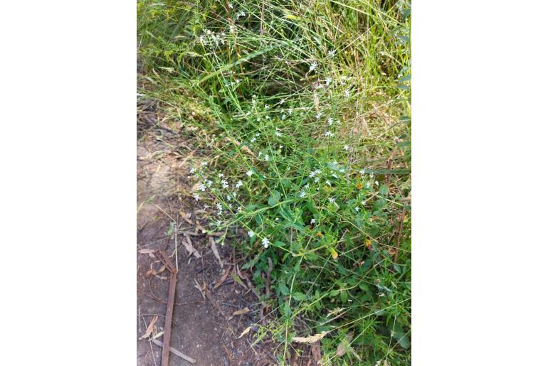 Teucrium corymbosum -3266