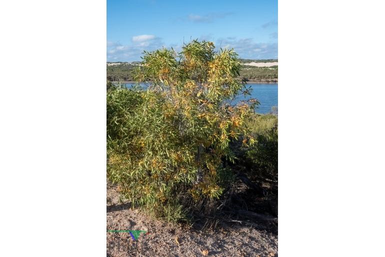 Pittosporum phillyreoides -3290