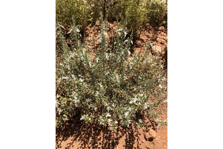 Teucrium racemosum -3293