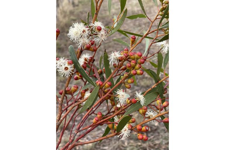 Eucalyptus exigua -3295