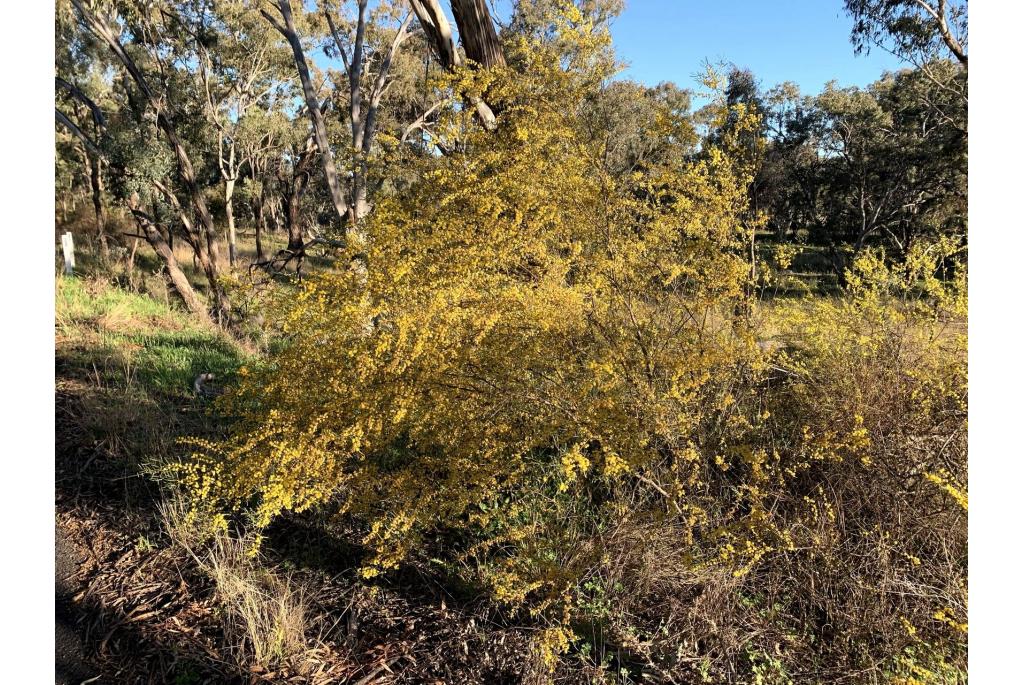 Ausfeld acacia