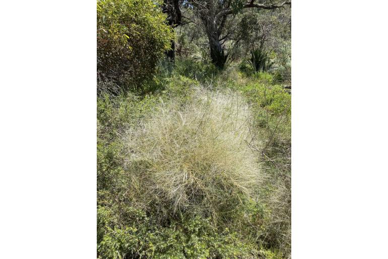 Austrostipa elegantissima -3308