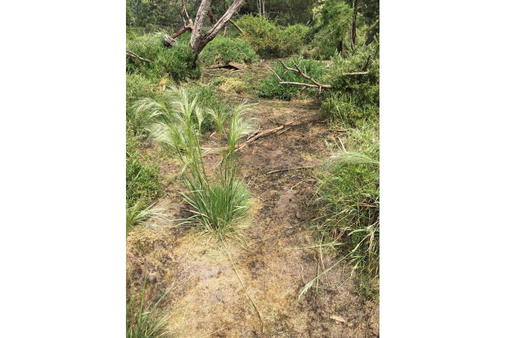 Zachte austrostipa