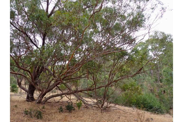 Eucalyptus microcarpa -3317