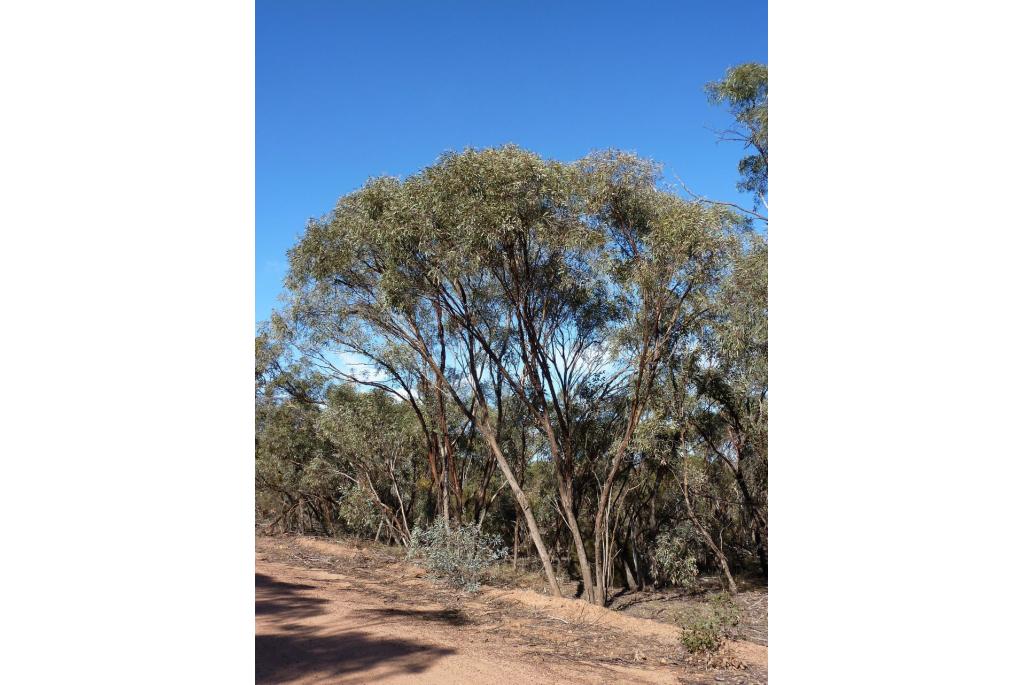 Veel schutbladige Eucalyptus