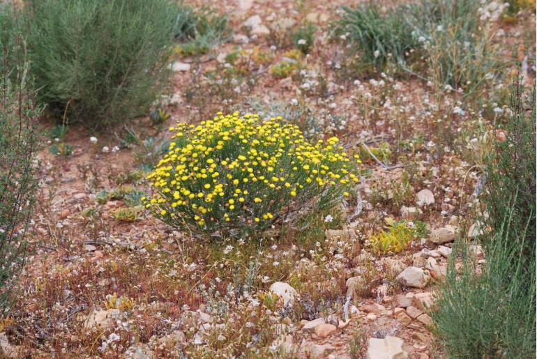 Chrysocoma ciliata -3323