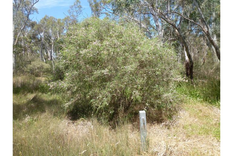 Melaleuca decussata -3327