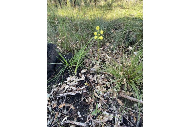 Acacia flagelliformis -3330