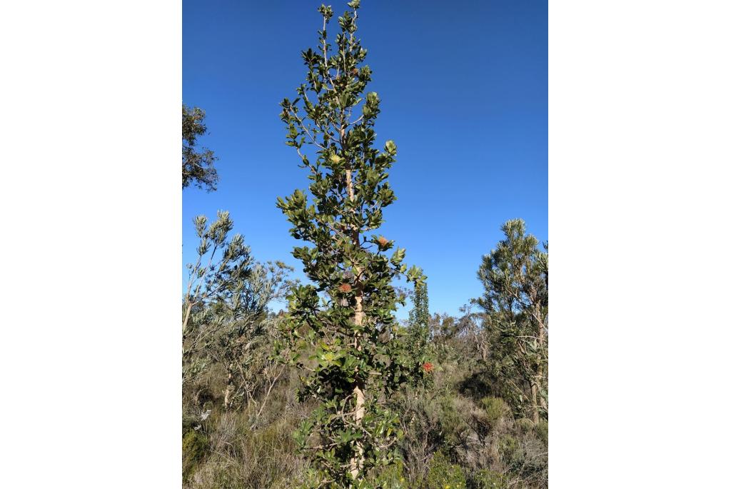 Hulstblad banksia