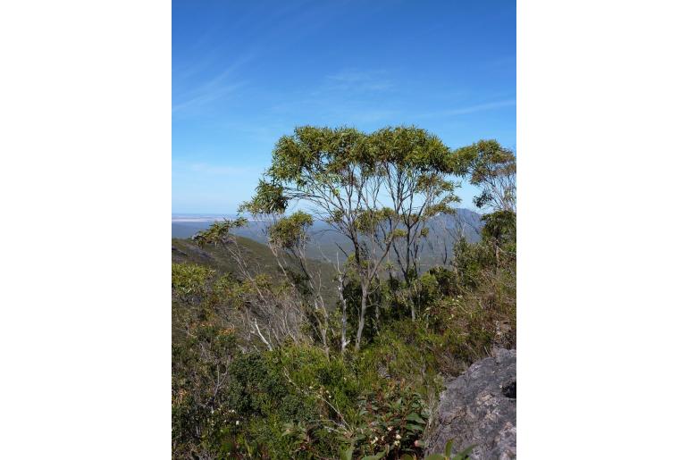 Eucalyptus megacarpa -3349