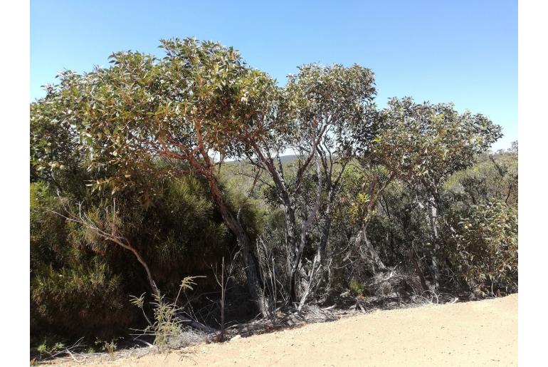 Eucalyptus staeri -3350