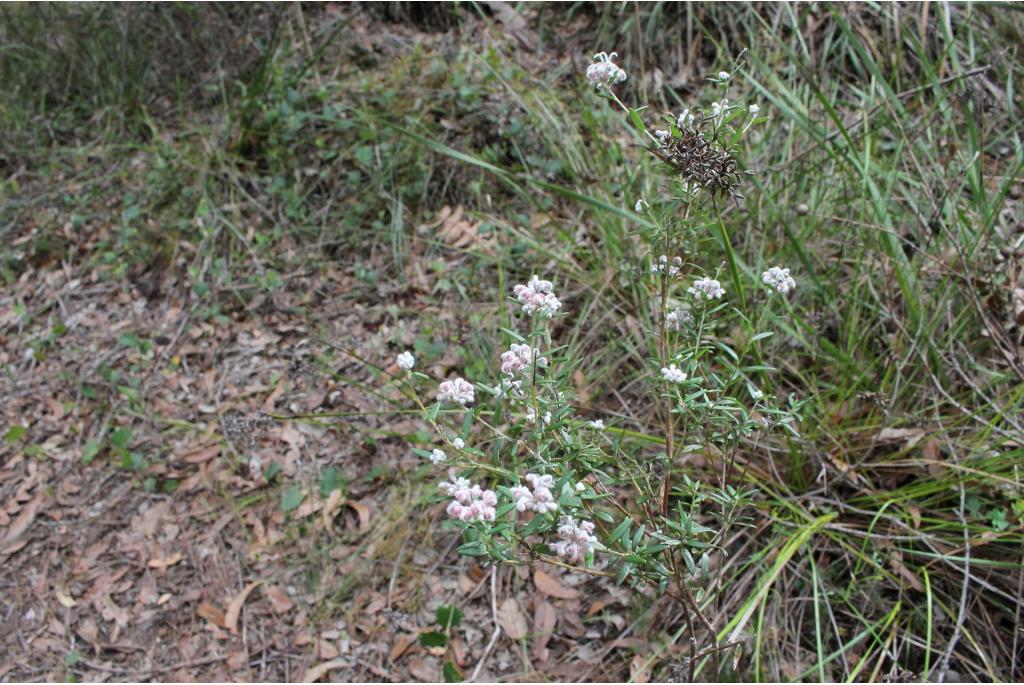 Westelijke Grevillea