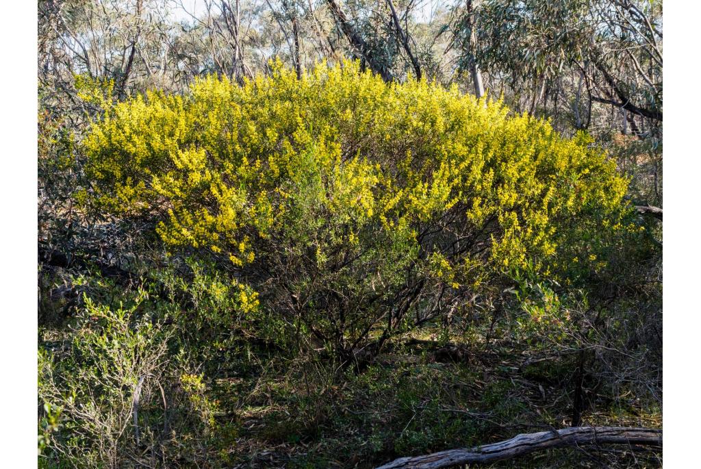 Wollige acacia