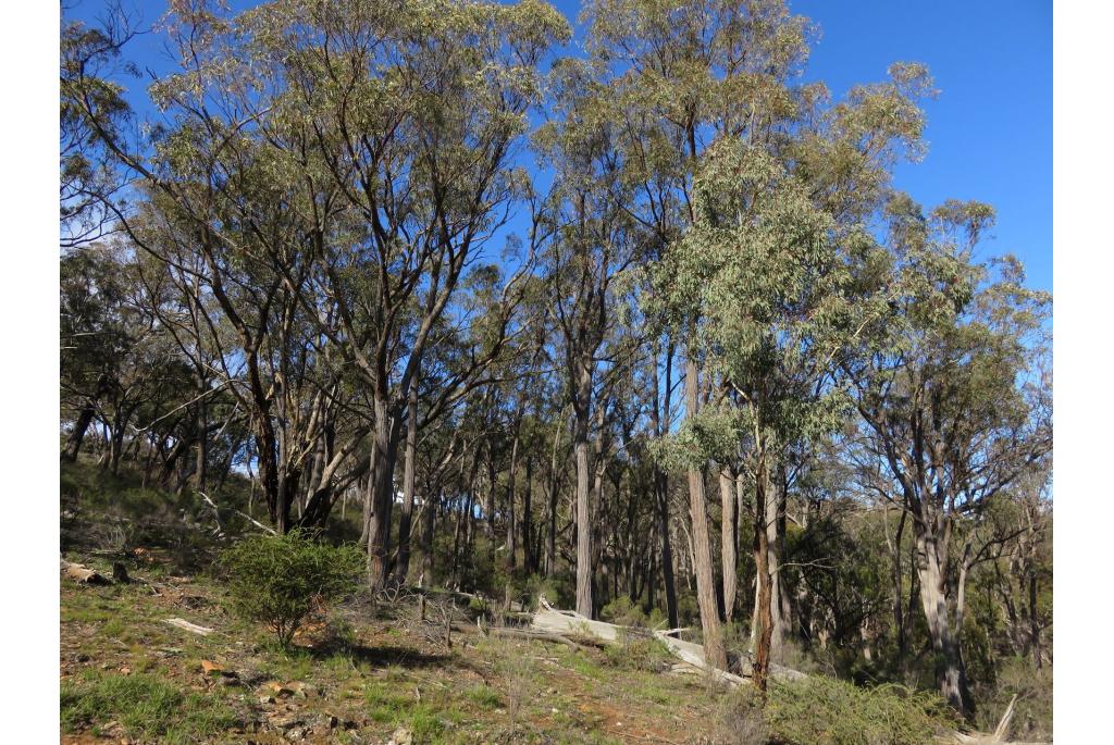 Lange neus opercula Eucalyptus