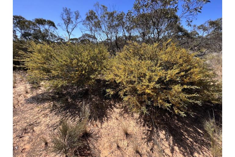 Acacia brachybotrya -3378