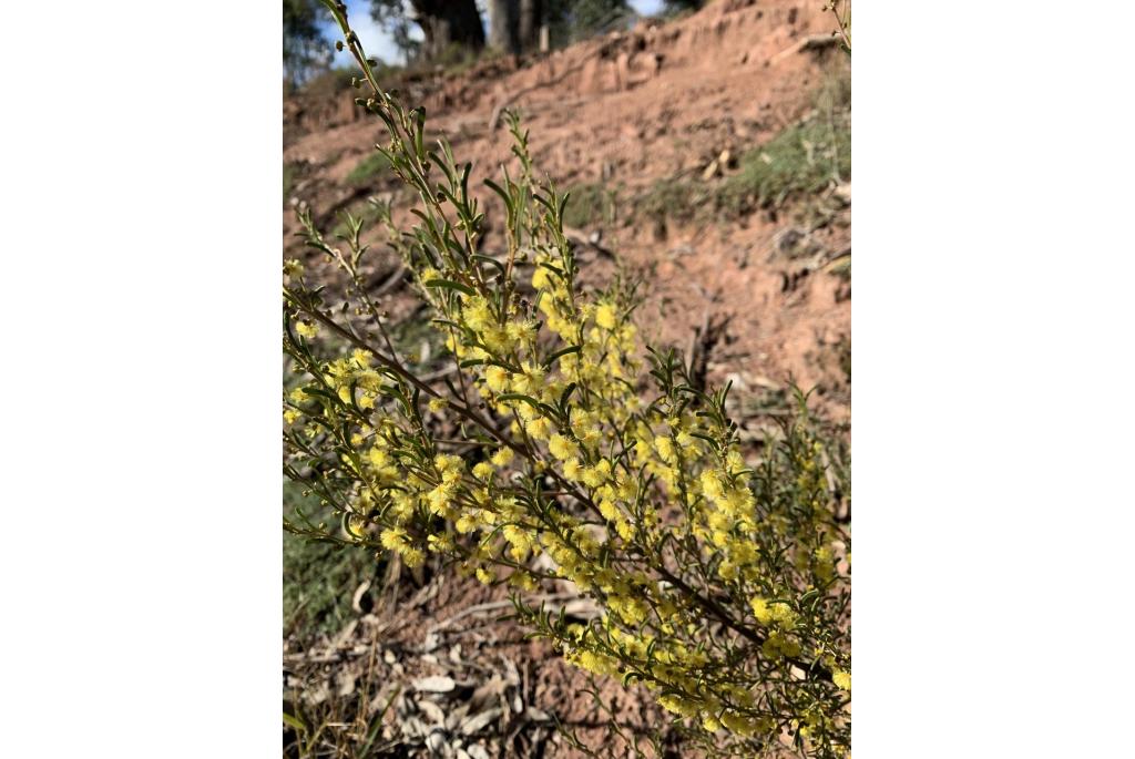 Gebogen blad acacia