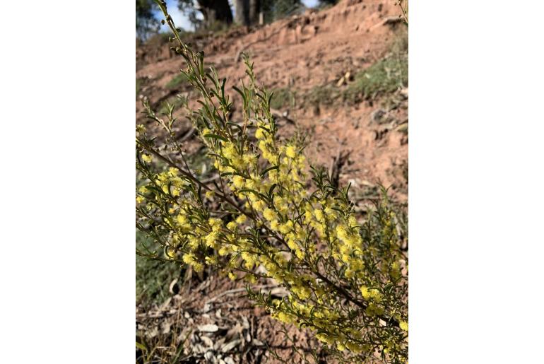 Acacia flexifolia -3380