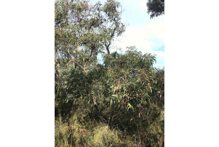 Eucalyptus falciformis -3383