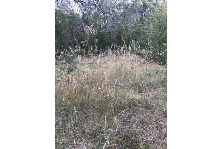 Austrostipa blackii -3385