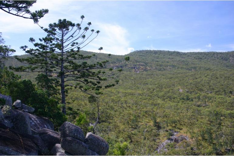 Araucaria cunninghamii -3387