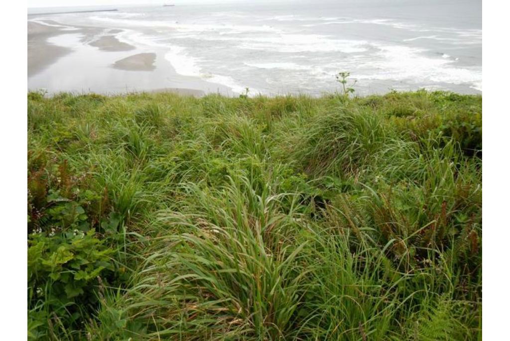 Nootka Calamagrostis