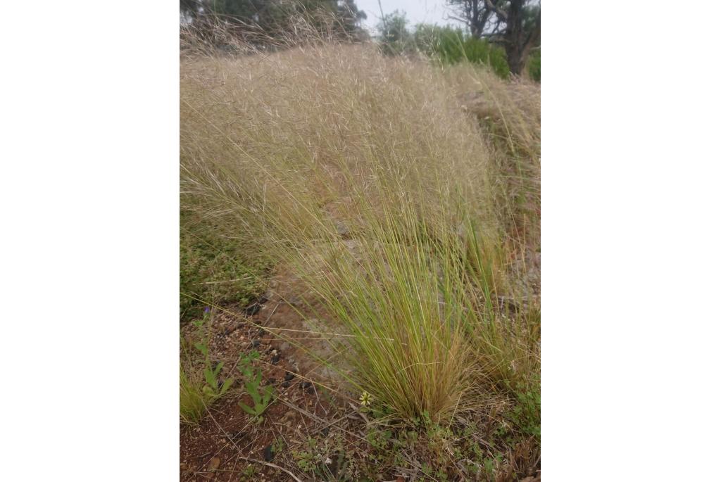 Ruwe austrostipa