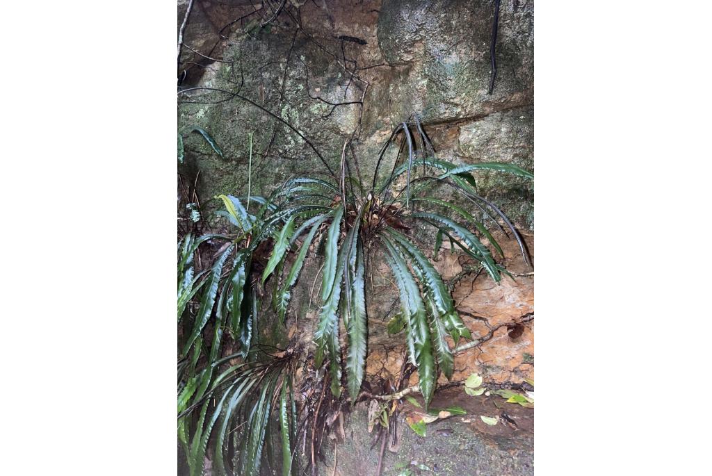 Paterson's austroblechnum