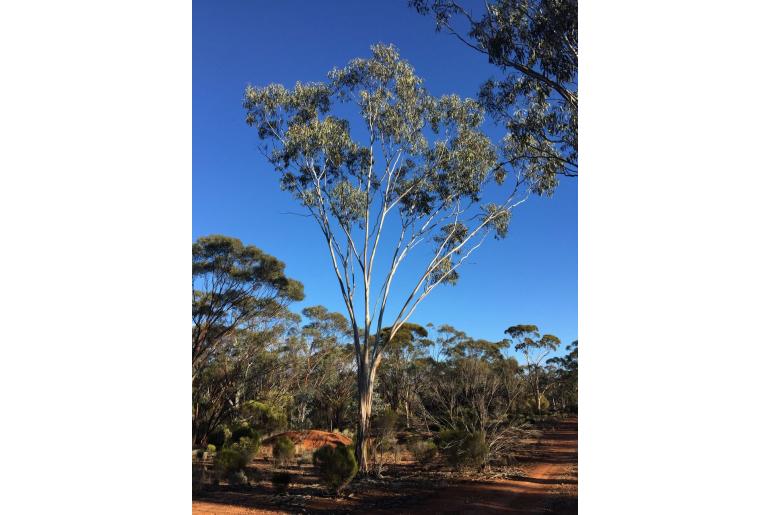 Eucalyptus georgei -3416