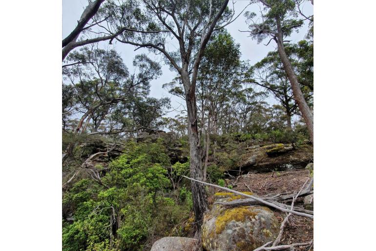 Eucalyptus blaxlandii -3425