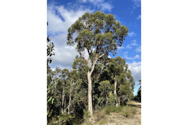 Eucalyptus consideniana -3426