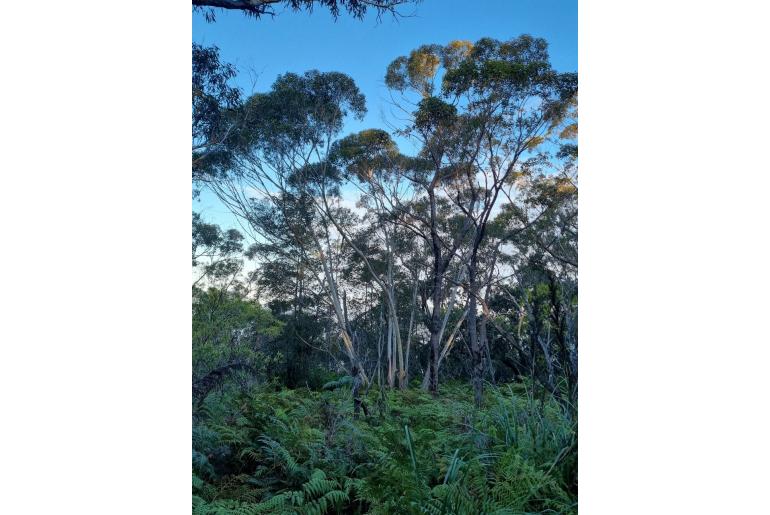 Eucalyptus dendromorpha -3427