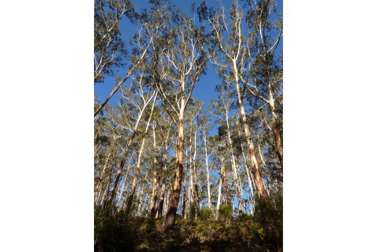 Eucalyptus fraxinoides -3428