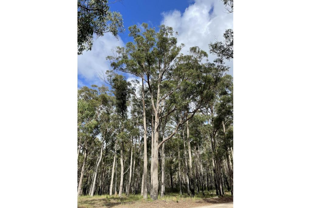 von Mueller's Eucalyptus