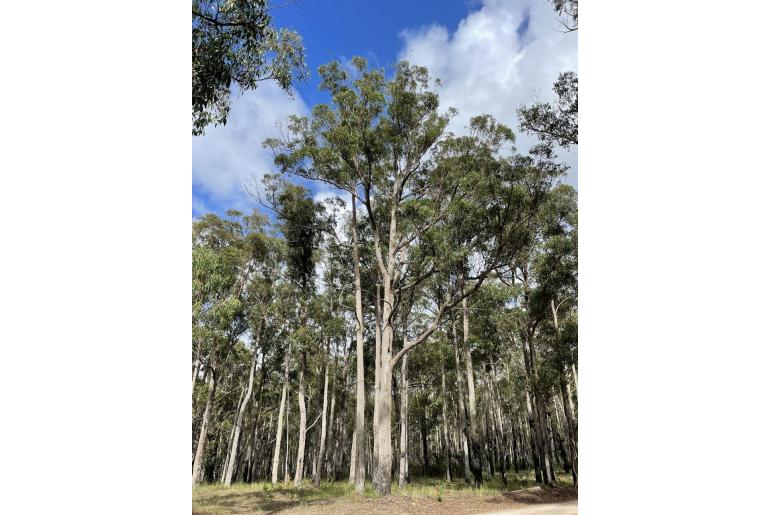 Eucalyptus muelleriana -3430