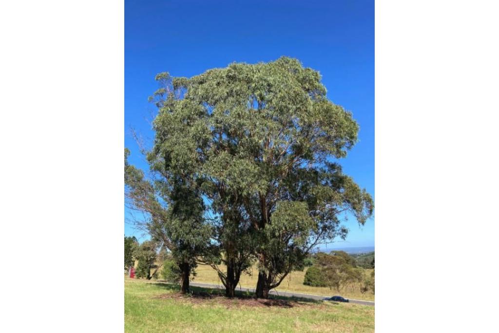 Smith's Eucalyptus