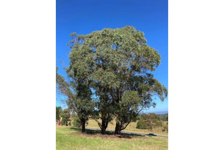 Eucalyptus smithii -3432