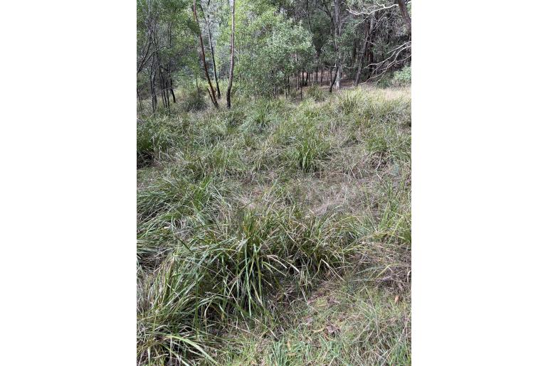 Lomandra longifolia -3447