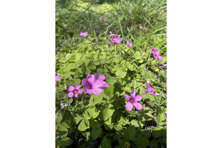 Oxalis articulata -3452