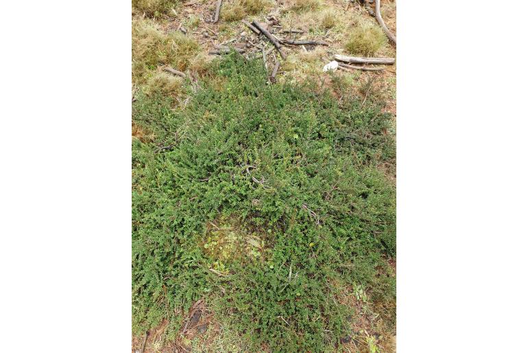 Persoonia microphylla -3460