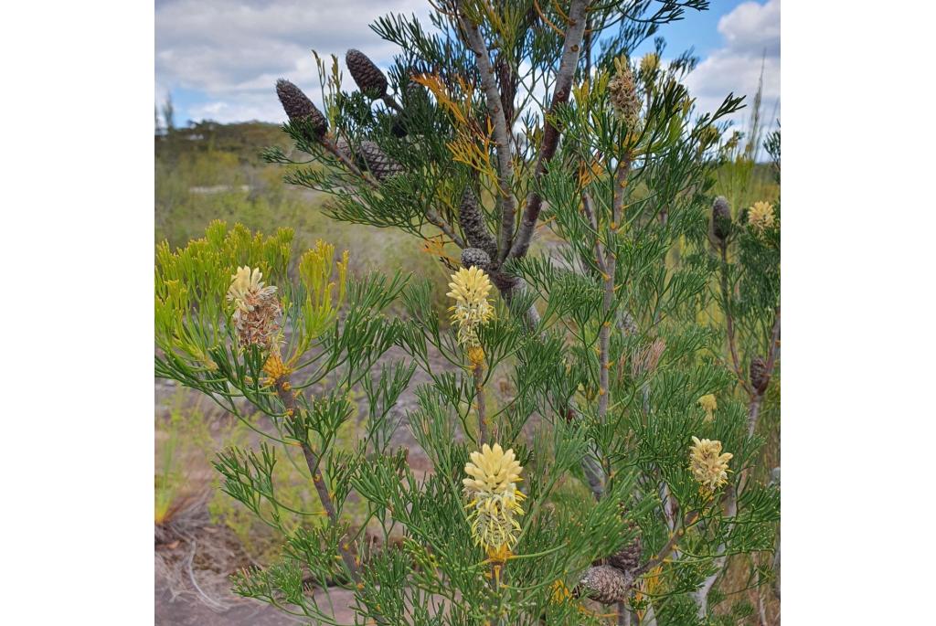 Mooie petrophile