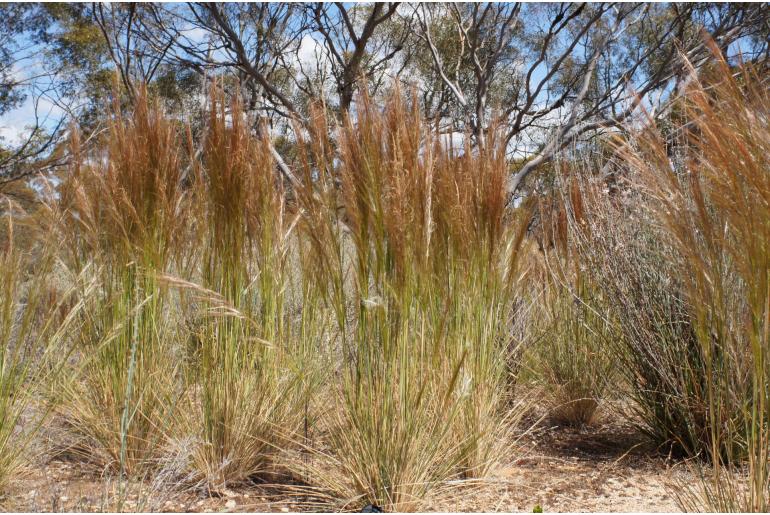 Austrostipa nodosa -3484