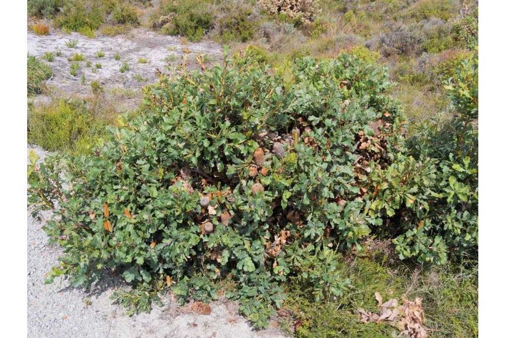 Eikenblad banksia